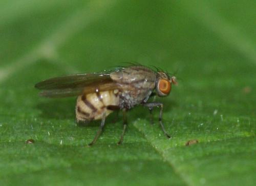 Réf. 246 685 : Minettia sp.